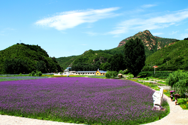 人间花海:密云太师屯(赵艳斌摄影)